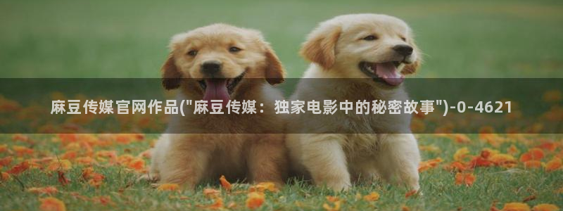 麻豆视频用户体验